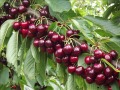 Продава Земеделска земя област Кюстендил , с. Горна Гращица , 1.9 дка | 96527459 — Imoti.com Продава Земеделска земя област Кюстендил , с. Горна Гращица , 1.9 дка | 96527459