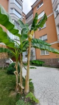 Продава 2-СТАЕН, област Бургас, к.к. Слънчев бряг • 64000 € • 65679547 14 — Holmes.bg Продава 2-СТАЕН, област Бургас, к.к. Слънчев бряг • 64000 € • 65679547 14