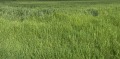 Продава Земеделска земя област Стара Загора , с. Кирилово , 7 дка | 79689313 — Imoti.com Продава Земеделска земя област Стара Загора , с. Кирилово , 7 дка | 79689313