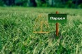 Продава ПАРЦЕЛ, град Варна, Виница • 129000 € / 252302.07 лв. • 81656287 1 — Holmes.bg Продава ПАРЦЕЛ, град Варна, Виница • 129000 € / 252302.07 лв. • 81656287 1