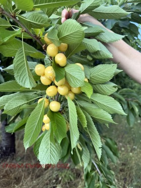 Продава Земеделска земя, с. Горна Гращица