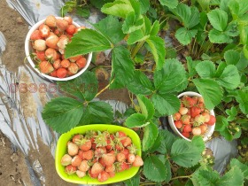 Продава ПАРЦЕЛ | Imot.bg — малка снимка 10