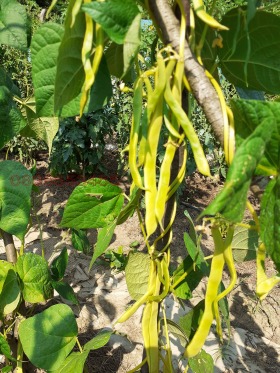 Продава ПАРЦЕЛ | Imot.bg — малка снимка 5