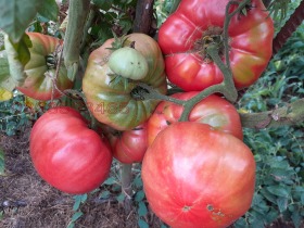 Продава ПАРЦЕЛ | Imot.bg — малка снимка 8