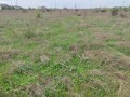 Продава ПАРЦЕЛ, област Добрич, с. Топола • 10000 € • 41162212 2 — Holmes.bg Продава ПАРЦЕЛ, област Добрич, с. Топола • 10000 € • 41162212 2