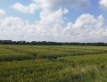 Продава Земеделска земя област Кюстендил , гр. Бобошево , 1 дка | 23634043 — Imoti.com Продава Земеделска земя област Кюстендил , гр. Бобошево , 1 дка | 23634043