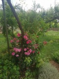 Продава Парцел област Стара Загора , с. Княжевско , 1400 кв.м | 92368931 — Imoti.com Продава Парцел област Стара Загора , с. Княжевско , 1400 кв.м | 92368931