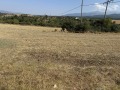 Продава ПАРЦЕЛ, с. Дъбрава, област Благоевград, снимка 3