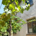 Продава КЪЩА, област Кюстендил, с. Драговищица • 31000 € / 60630.73 лв. • 26589508 6