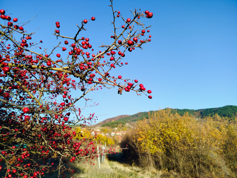 Продава ПАРЦЕЛ, с. Дивотино, област Перник, снимка 14 - Парцели - 52989379