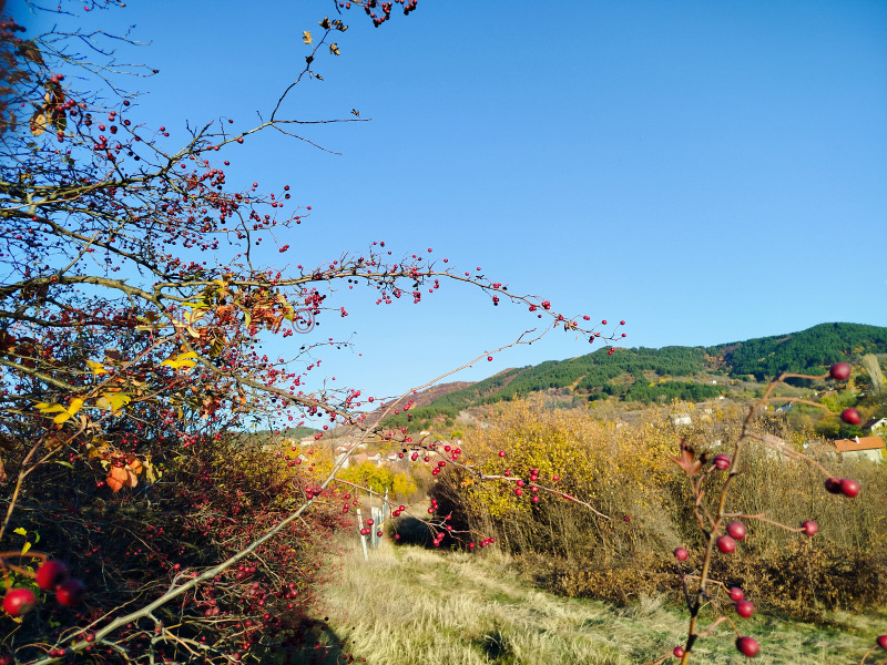 Продава ПАРЦЕЛ, с. Дивотино, област Перник, снимка 15 - Парцели - 52989379