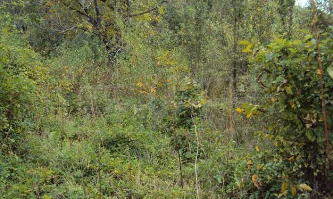 Продава КЪЩА, с. Ловнидол, област Габрово, снимка 2 - Къщи - 52115887