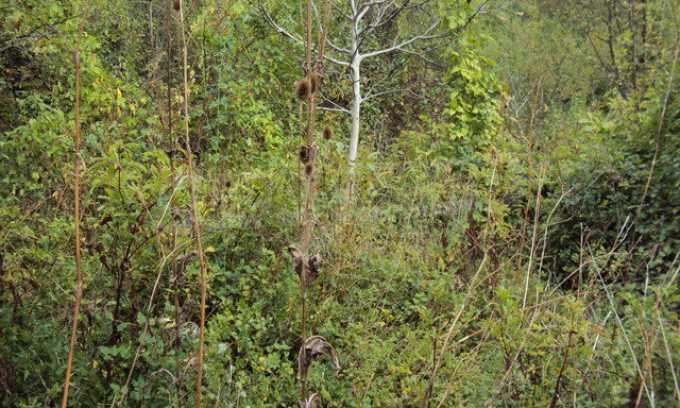 Продава КЪЩА, с. Ловнидол, област Габрово, снимка 3 - Къщи - 52115887