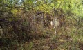 Продава КЪЩА, с. Ловнидол, област Габрово, снимка 15