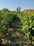 Продава  Къща област Силистра , с. Нова Черна , 130 кв.м | 64007305 - изображение [15]