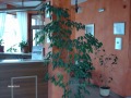 Продава 2-СТАЕН, област Благоевград, гр. Банско • 65000 € / 127128.95 лв. • 24843106 2