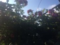 Продава КЪЩА, област Добрич, гр. Каварна • 50000 € • 88824801 — Holmes.bg