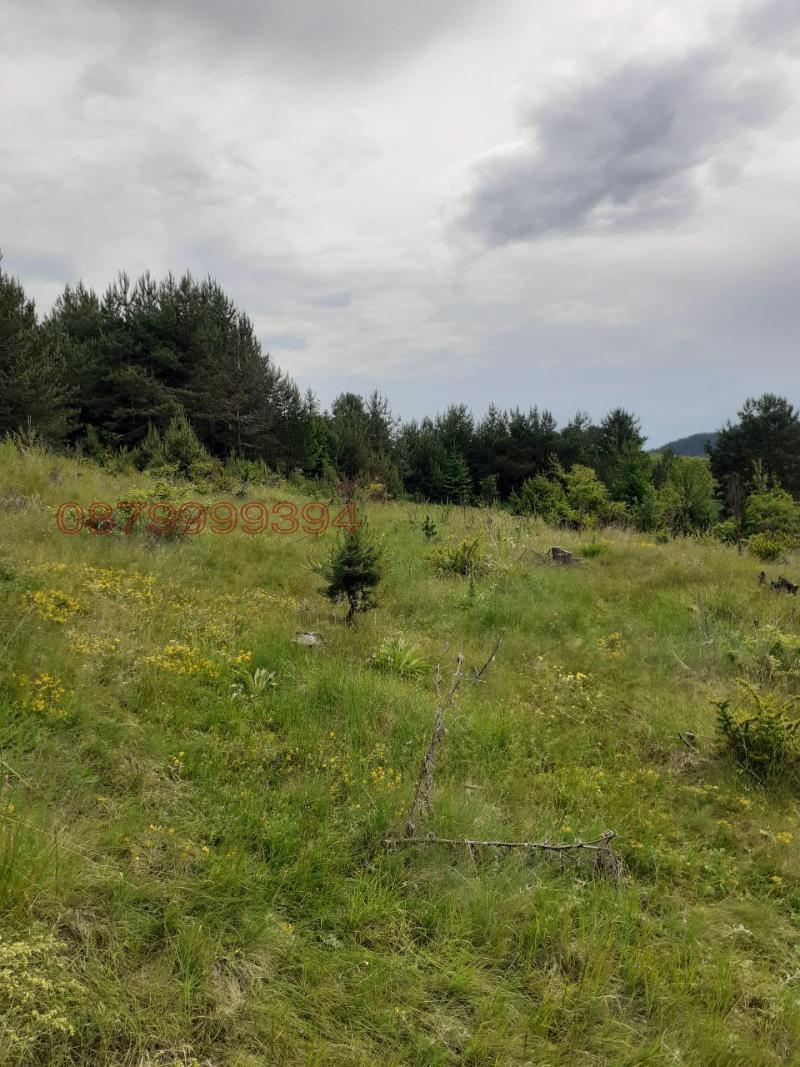 Na prodej  Spiknutí oblast Smolyan , Dospat , 3717 m2 | 99558008 - obraz [11]
