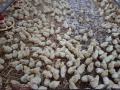 Продава БИЗНЕС ИМОТ, с. Голямо Соколово, област Търговище, снимка 1