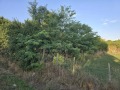 Продава ПАРЦЕЛ, с. Змеево, област Добрич, снимка 6