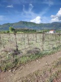 Продава  Земеделска земя област Благоевград , гр. Гоце Делчев , 2 дка | 99820160 - изображение [4]
