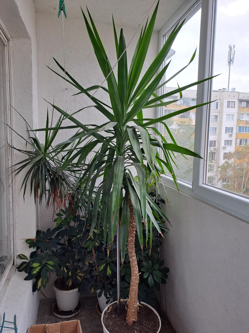 Te koop  1 slaapkamer Sofia , Obelja 2 , 65 m² | 42157799 - afbeelding [3]
