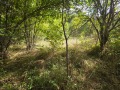 Продава ПАРЦЕЛ, с. Балканец, област Ловеч, снимка 3