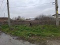 Продава ПАРЦЕЛ, с. Хаджиево, област Пазарджик, снимка 3