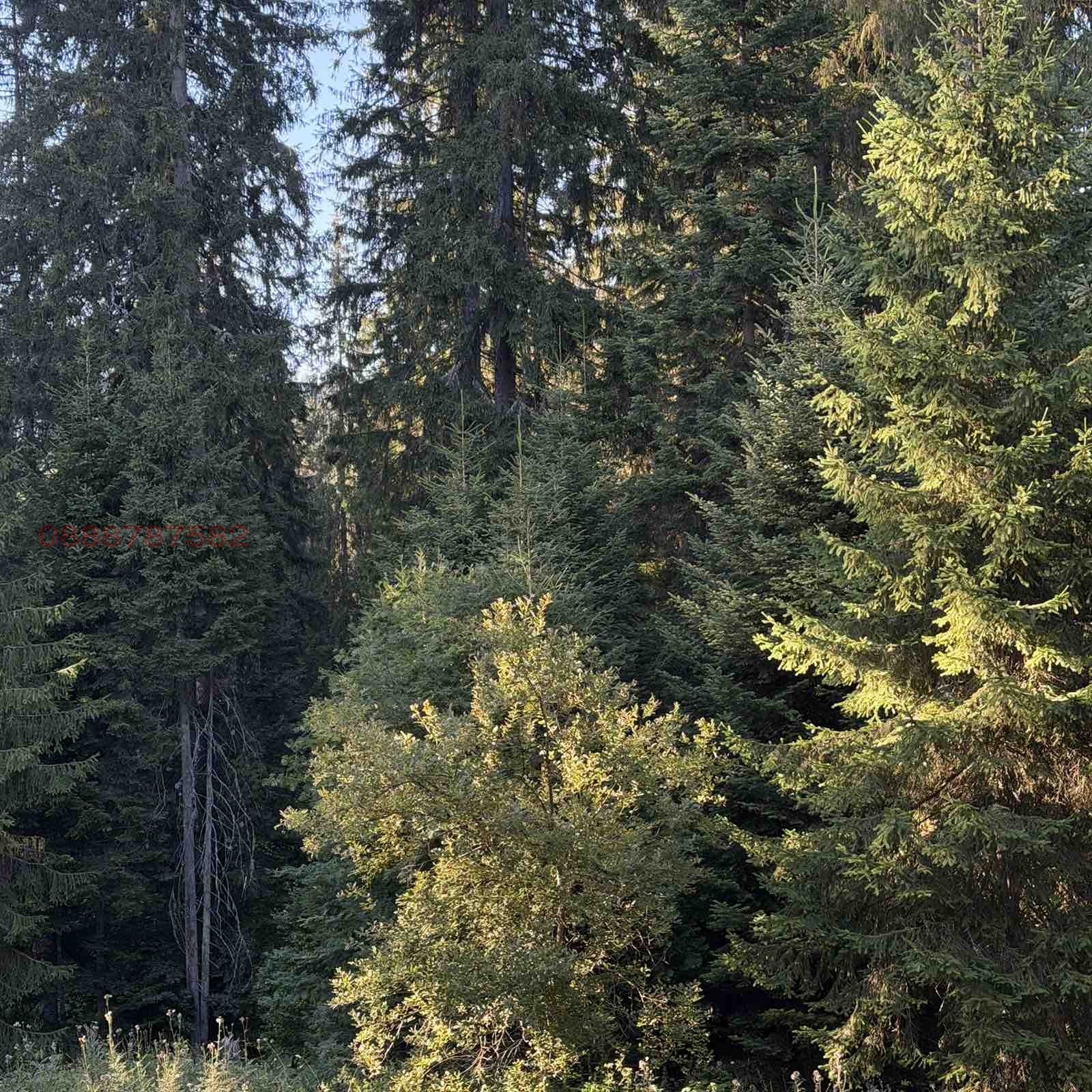 Продава 2-СТАЕН, к.к. Пампорово, област Смолян, снимка 15 - Апартаменти - 55695902