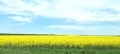 Продава  Парцел област Пазарджик , гр. Батак , 4533 кв.м | 22636365