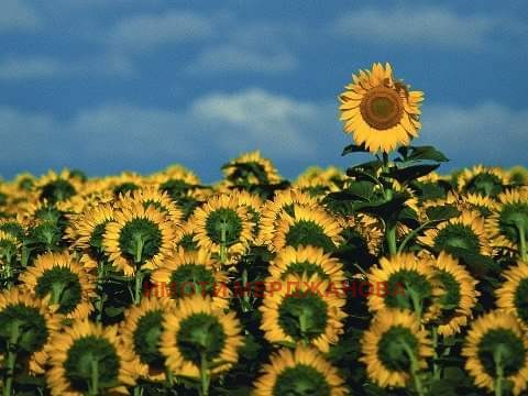 ������� ���������� ���� | Imot.bg � ����������� 1