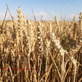 ������� ���������� ���� | Imot.bg � ����� ������ 4