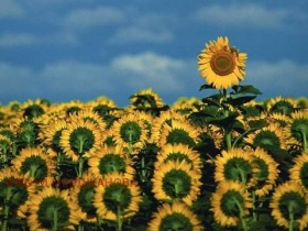 ����� ������� ���������� ����,�. ���� ��������, ������ �����