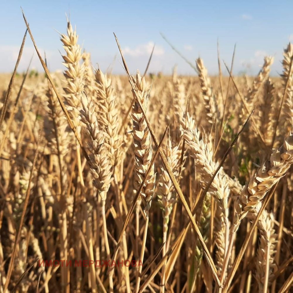 Продава ЗЕМЕДЕЛСКА ЗЕМЯ, с. Овчи кладенец, област Ямбол, снимка 4 - Земеделска земя - 54263432