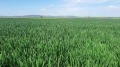 Продава ЗЕМЕДЕЛСКА ЗЕМЯ, с. Овчи кладенец, област Ямбол, снимка 3