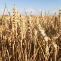 Продава ЗЕМЕДЕЛСКА ЗЕМЯ, с. Овчи кладенец, област Ямбол, снимка 4