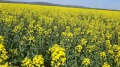 Продава ЗЕМЕДЕЛСКА ЗЕМЯ, с. Овчи кладенец, област Ямбол, снимка 2