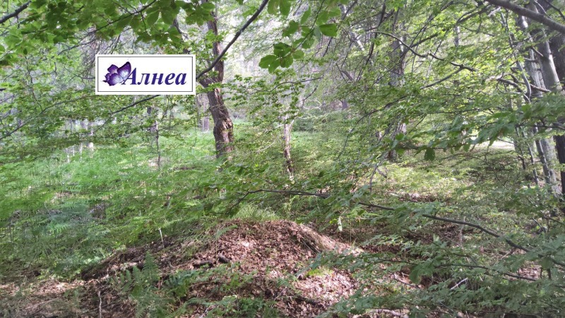 Till salu  Komplott region Plovdiv , Dobralak , 630 kvm | 78891152 - bild [2]