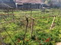 Продава  Къща област Плевен , с. Българене , 150 кв.м | 75751673 - изображение [9]