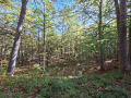 Продава ВИЛА, гр. Пещера, област Пазарджик, снимка 3