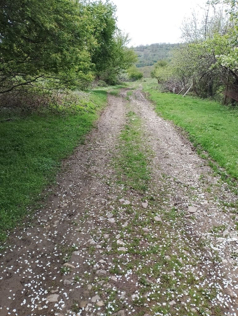 Zu verkaufen  Land region Varna , Solnik , 9 dka | 47622909 - Bild [6]