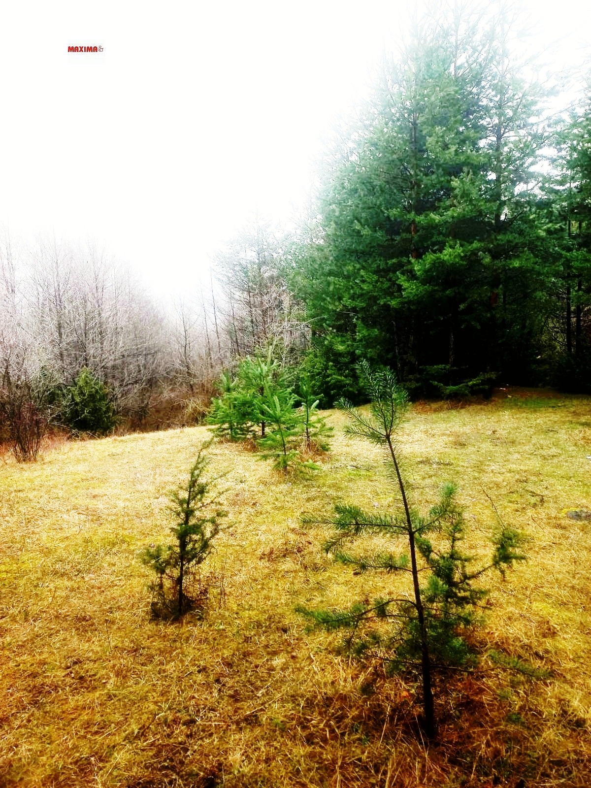 Продава ПАРЦЕЛ, гр. Разлог, област Благоевград, снимка 4 - Парцели - 53836887