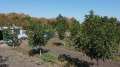 Продава БИЗНЕС ИМОТ, гр. Бургас, с. Димчево, снимка 2