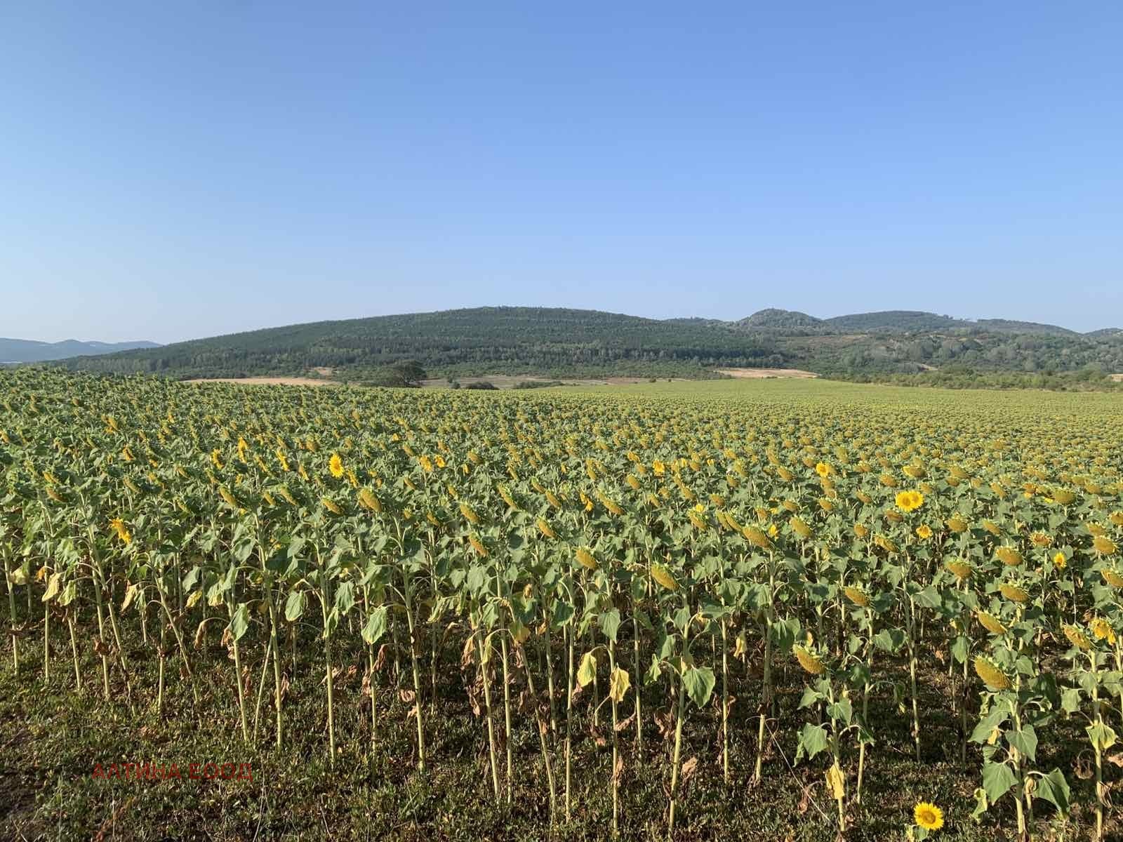 Продава ПАРЦЕЛ, с. Храбърско, област София област, снимка 6 - Парцели - 55886471