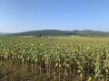 Продава ПАРЦЕЛ, с. Храбърско, област София област, снимка 6