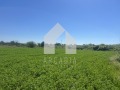 Продава ПАРЦЕЛ, с. Марково, област Пловдив, снимка 3
