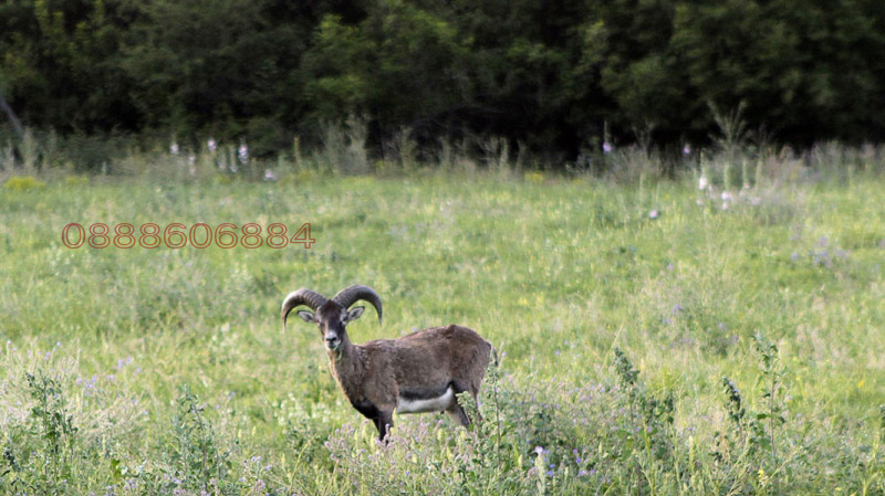 Продава ПАРЦЕЛ, с. Оброчище, област Добрич, снимка 13 - Парцели - 52784368