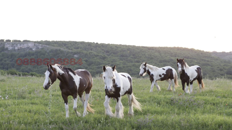 Продава ПАРЦЕЛ, с. Оброчище, област Добрич, снимка 14 - Парцели - 52784368