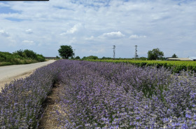 ����� ������� ������,�. ��������, ������ �������