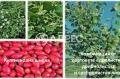 Продава ЗЕМЕДЕЛСКА ЗЕМЯ, с. Горно Камарци, област София област, снимка 6